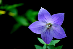 Purple　Star