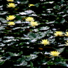 花火