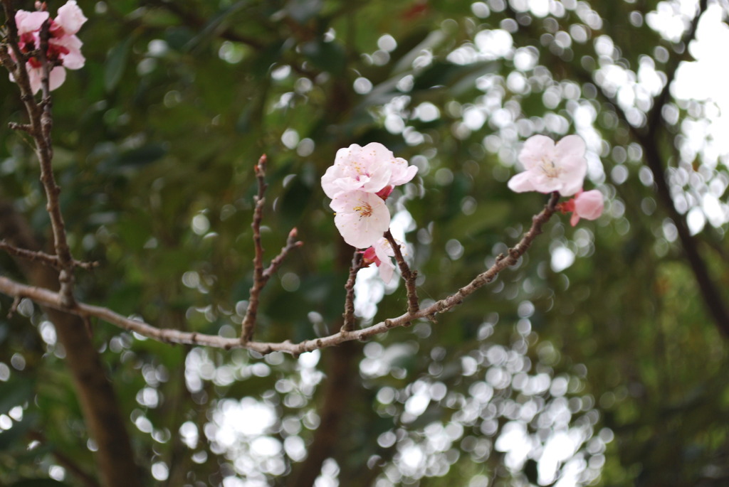 杏の花