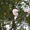 杏の花