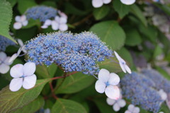 紫陽花みたいな
