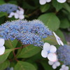 紫陽花みたいな