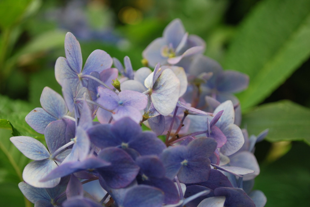 紫陽花