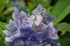 紫陽花