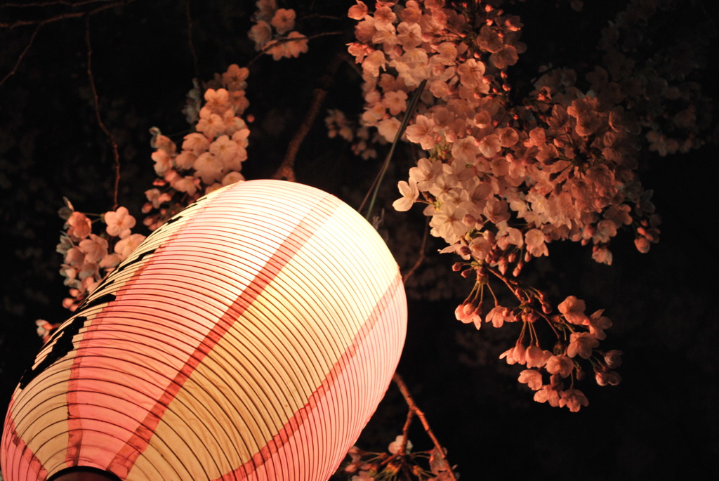 夜桜