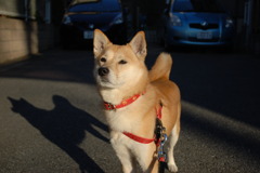 犬02