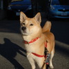 犬02