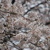 満開です