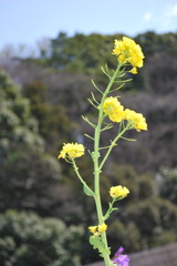 菜の花