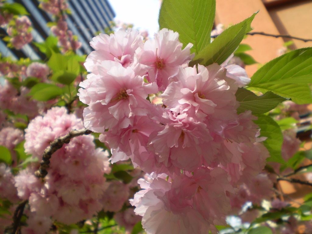 桜