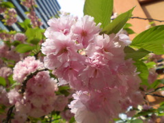 桜
