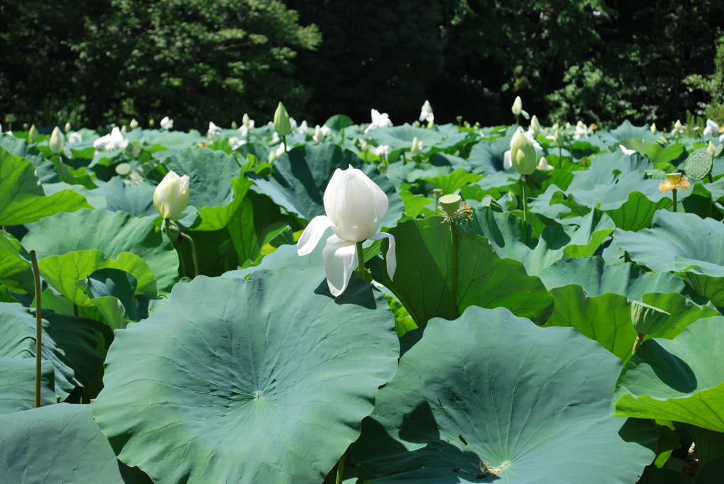蓮の花