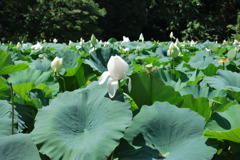 蓮の花