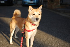 犬01