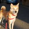 犬01