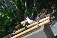 白い鳩