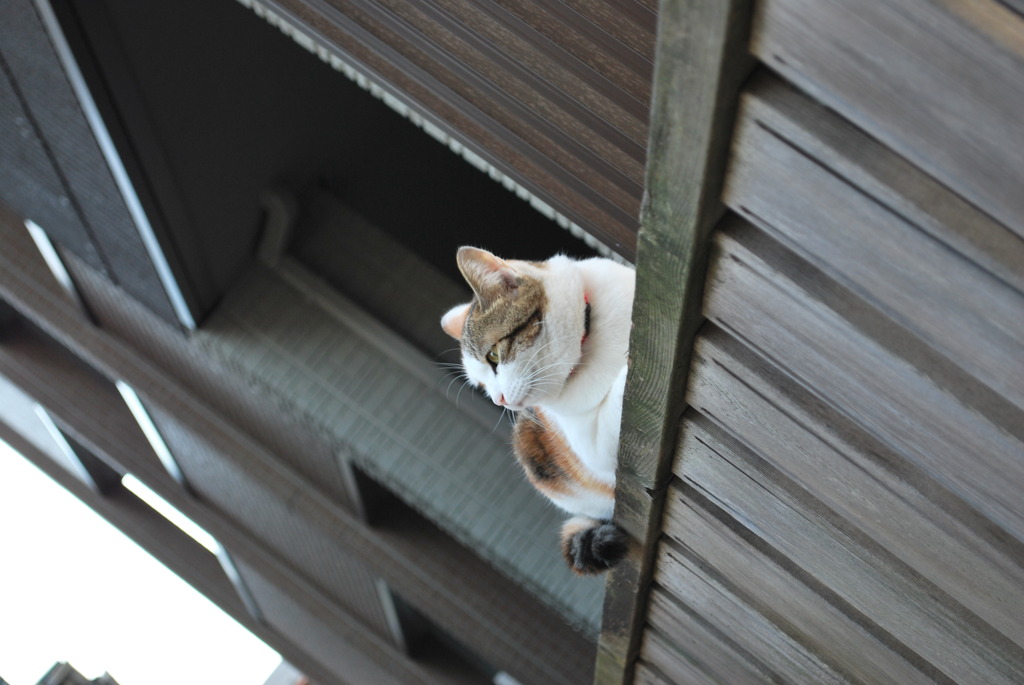 見つめる先に