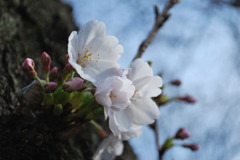 桜