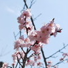 桃色の