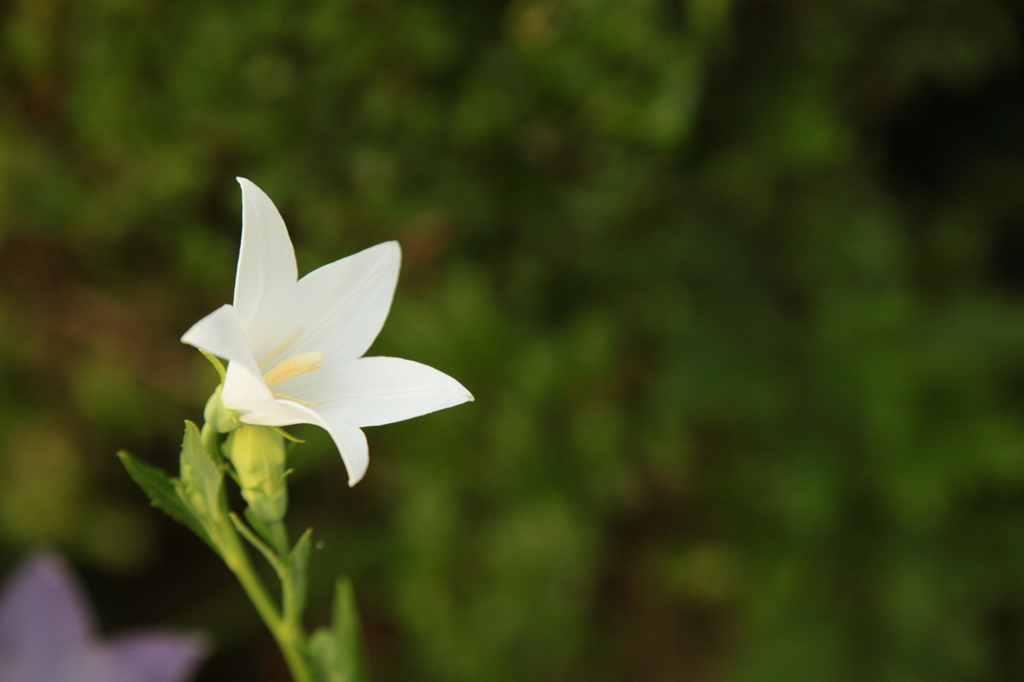 Lilly