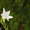 Lilly