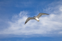 flying