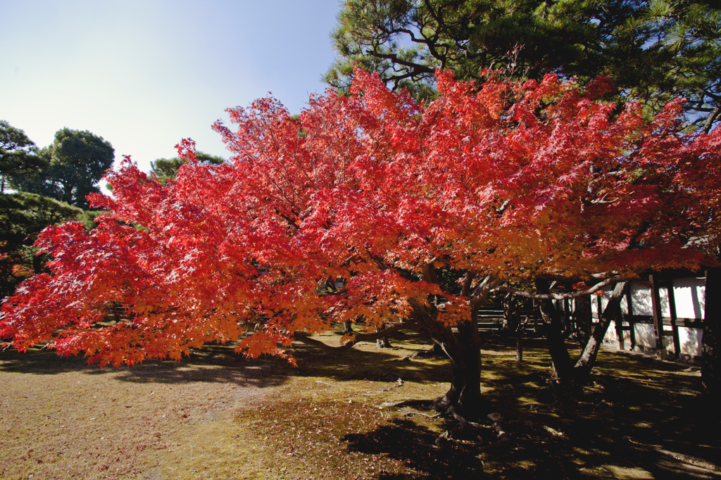 紅葉