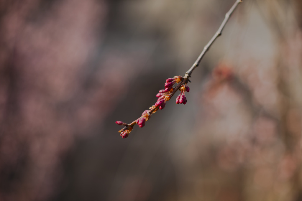 芽吹き