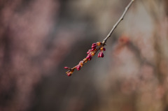 芽吹き