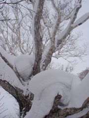 雪と木