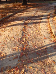 枯葉道