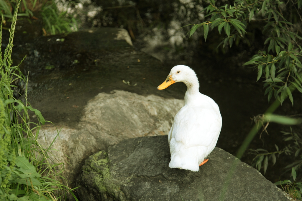 見返り美鳥