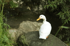 見返り美鳥