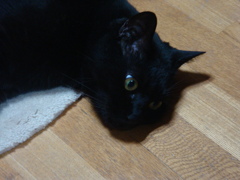 ねこ