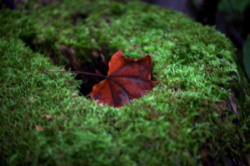 Hide and Seek