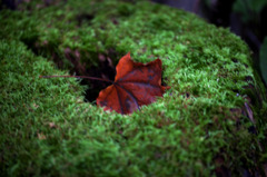 Hide and Seek
