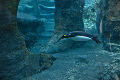 flying under the sea
