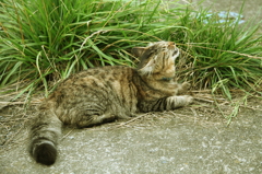 雨上がりの喜び