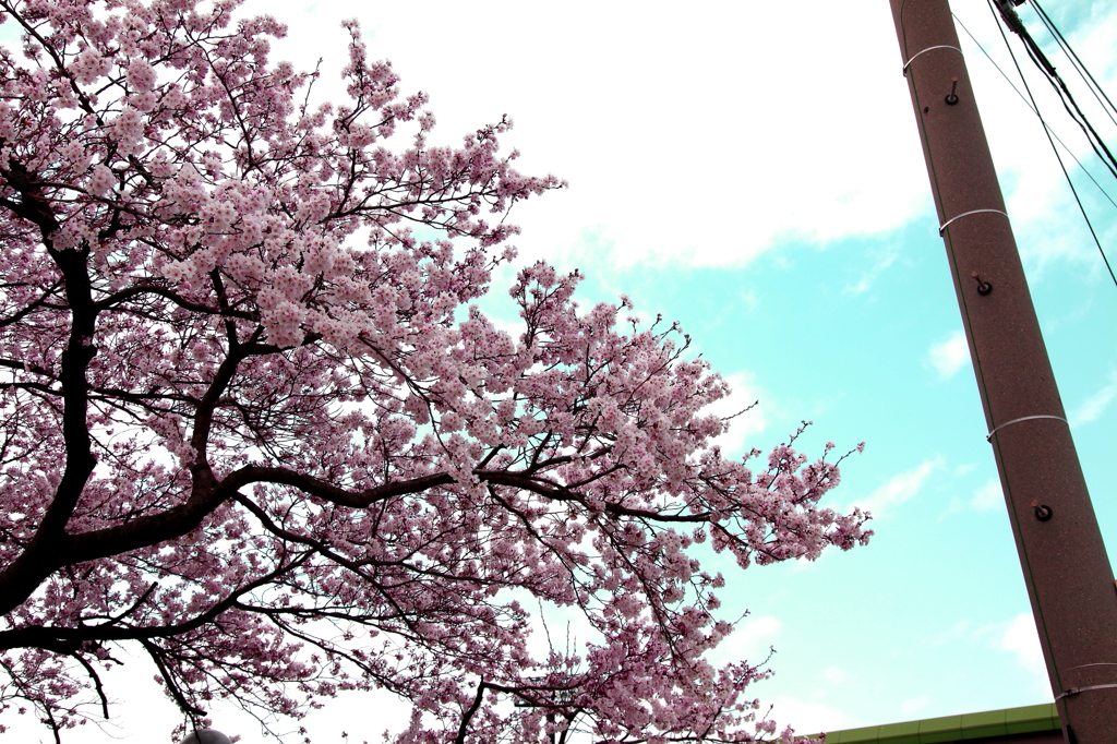桜とハル