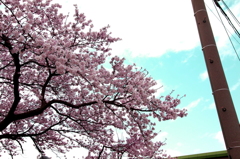 桜とハル