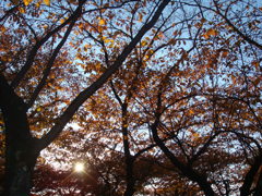 秋の日差しと紅葉の木々