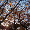 秋の日差しと紅葉の木々