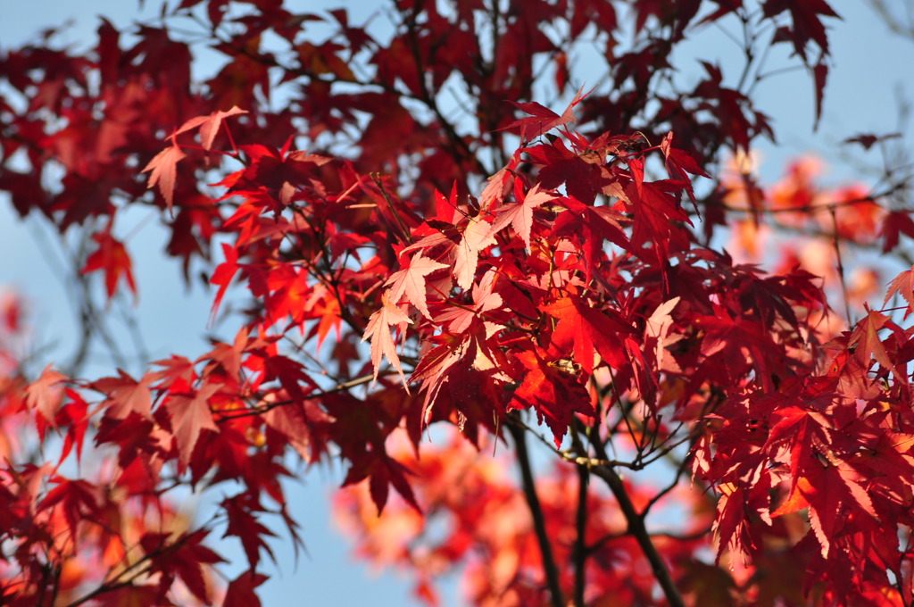 紅葉～梅ヶ島～