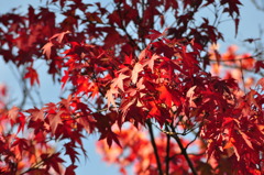 紅葉～梅ヶ島～