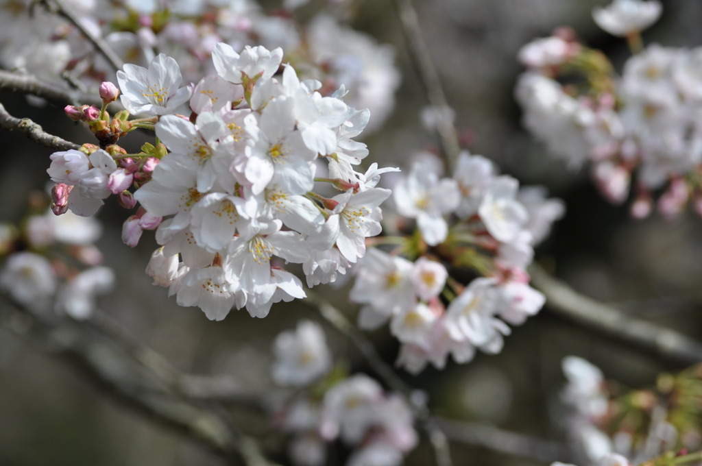 桜球
