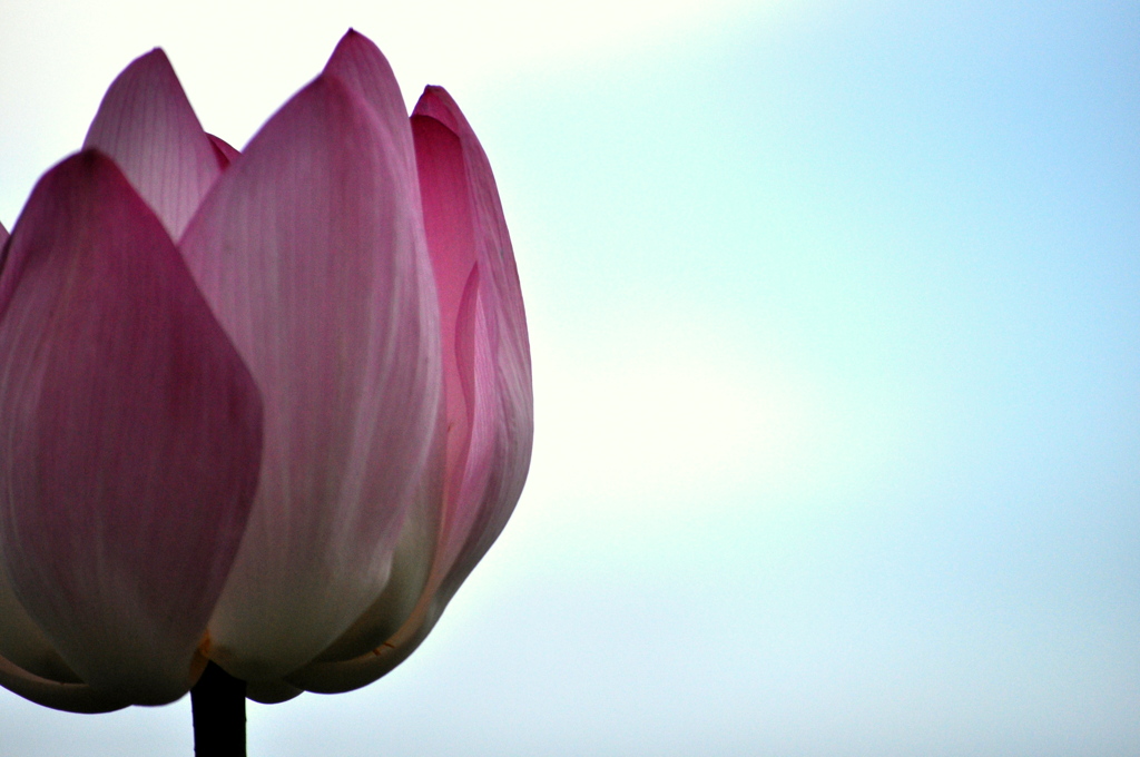 The tall flower sky is becoming the most