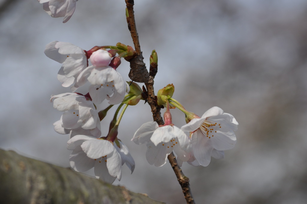 桜一輪