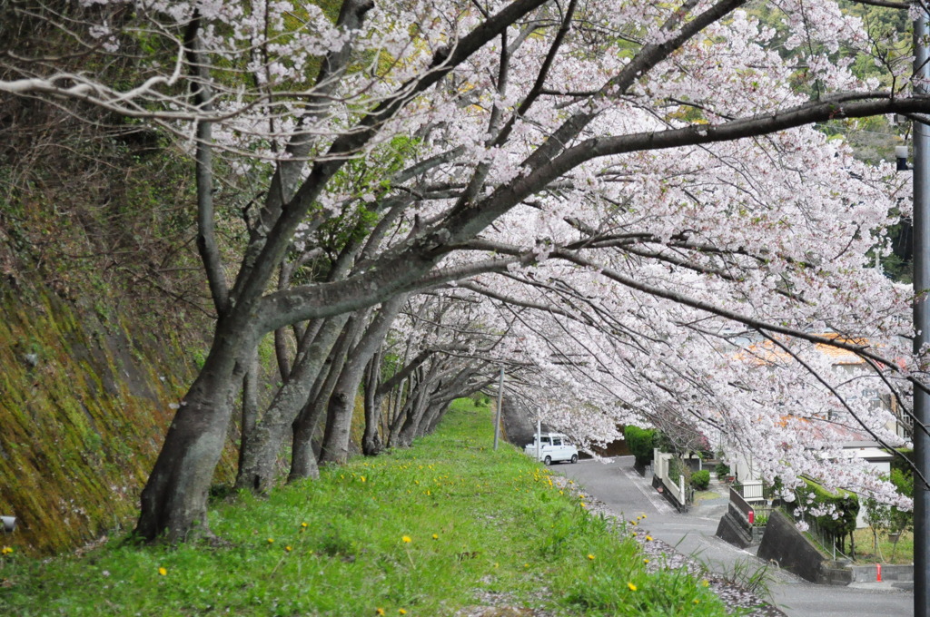 桜路