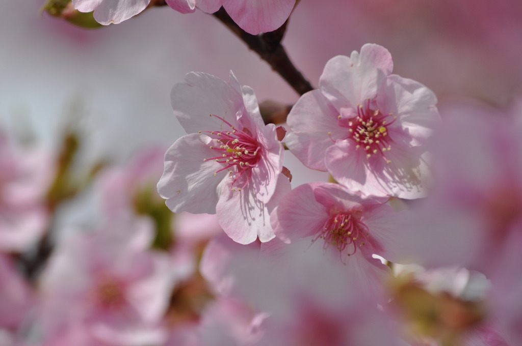 SAKURA