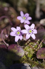 IMGP1860.jpg(R)